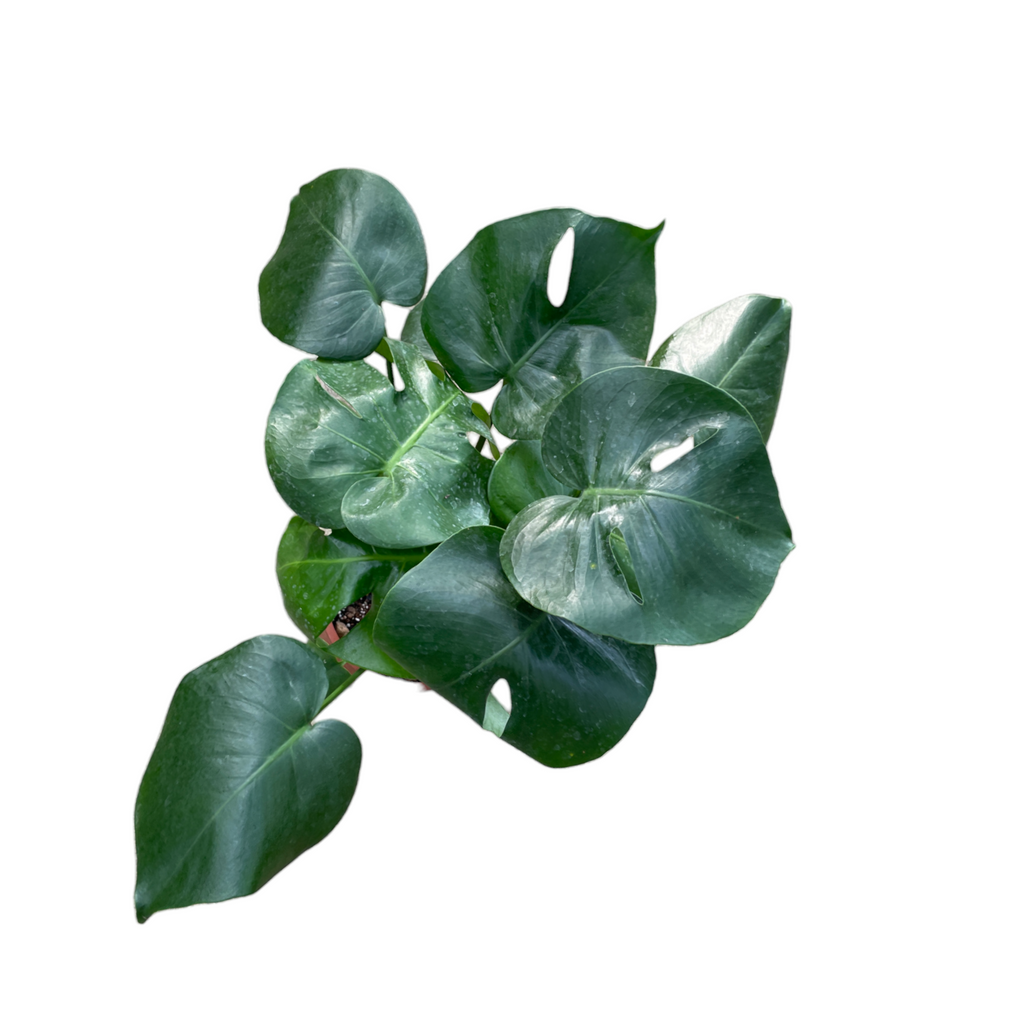 Monstera Deliciosa, Swiss-cheese Plant in Leaf Green B. for soft round (0.4m)