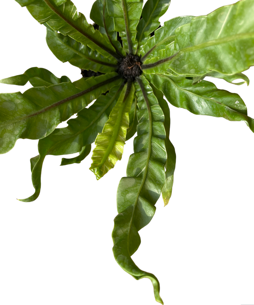 Asplenium 'Fuzzy' Variegated (0.15m)