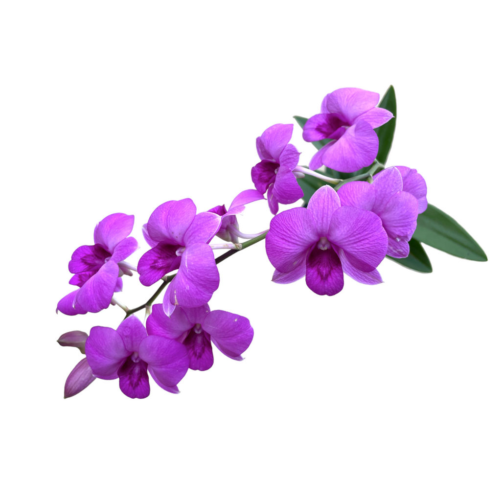 Dendrobium sp. Dwarf, Purple, Mini Orchid (0.35m)