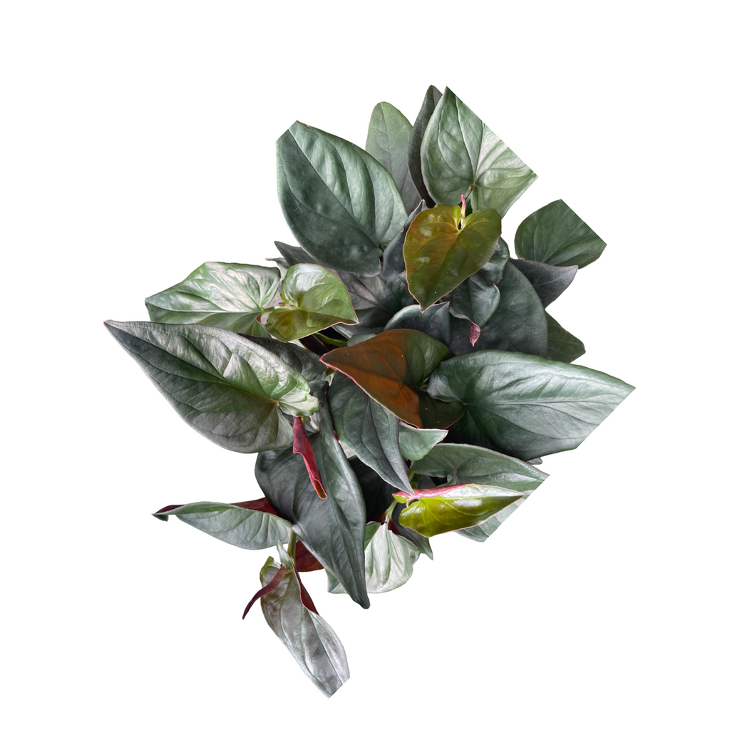 Syngonium erythrophyllum, Red Arrow Plant (0.22m)