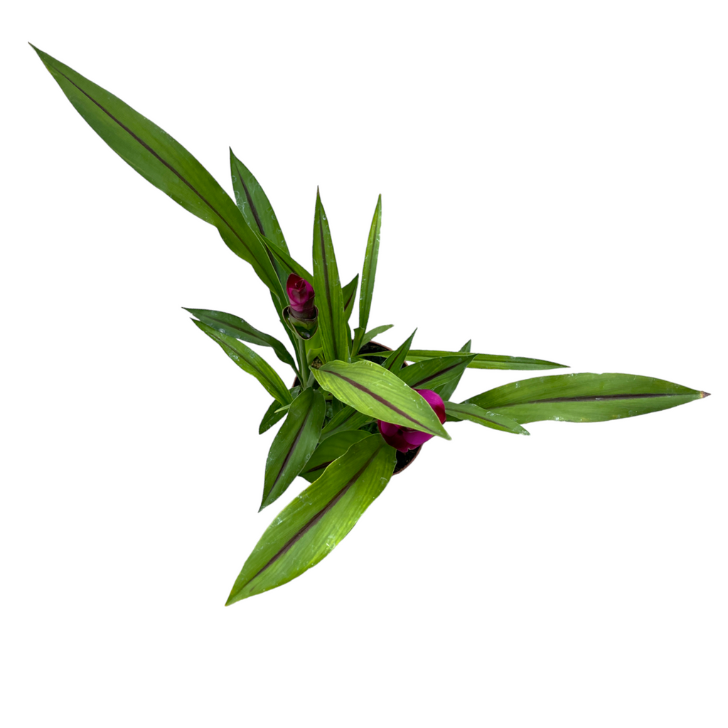 Curcuma alismatifolia, Siam Tulip (0.60mH)