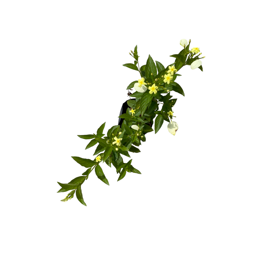 Mussaenda lutea, Pseudomussaenda flava in bag (0.5m)
