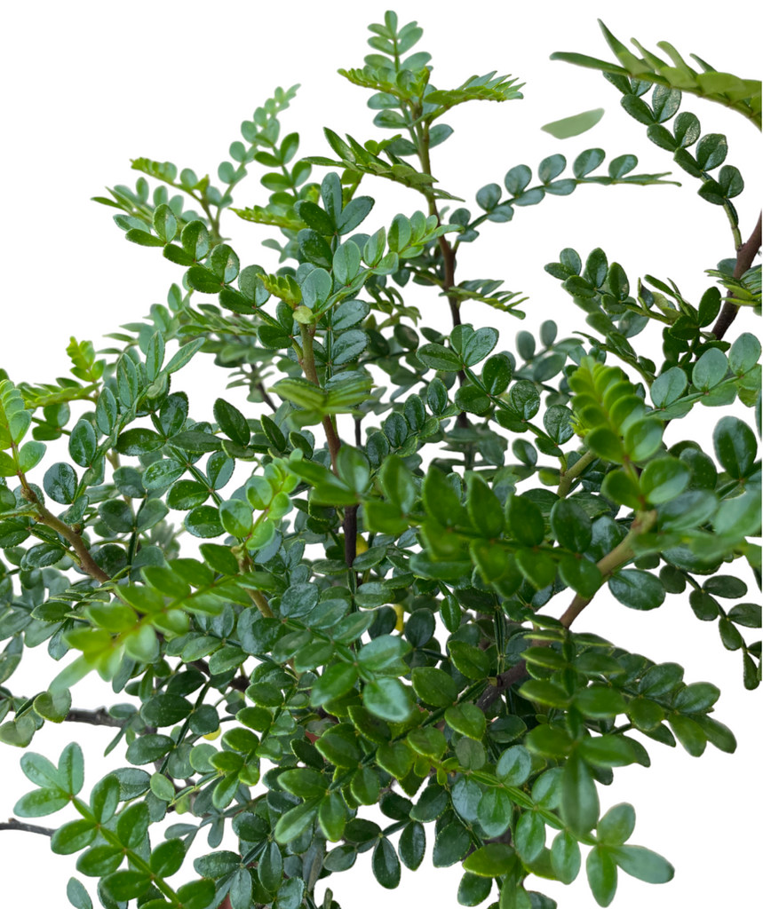 Pistacia weinmannifolia, Weinmann's Pistachio, Chinese Pistachio (0.35m)