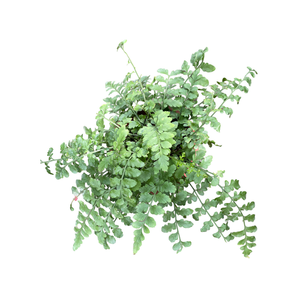 Asplenium ruta-muraria, Wall-rue (0.25m)