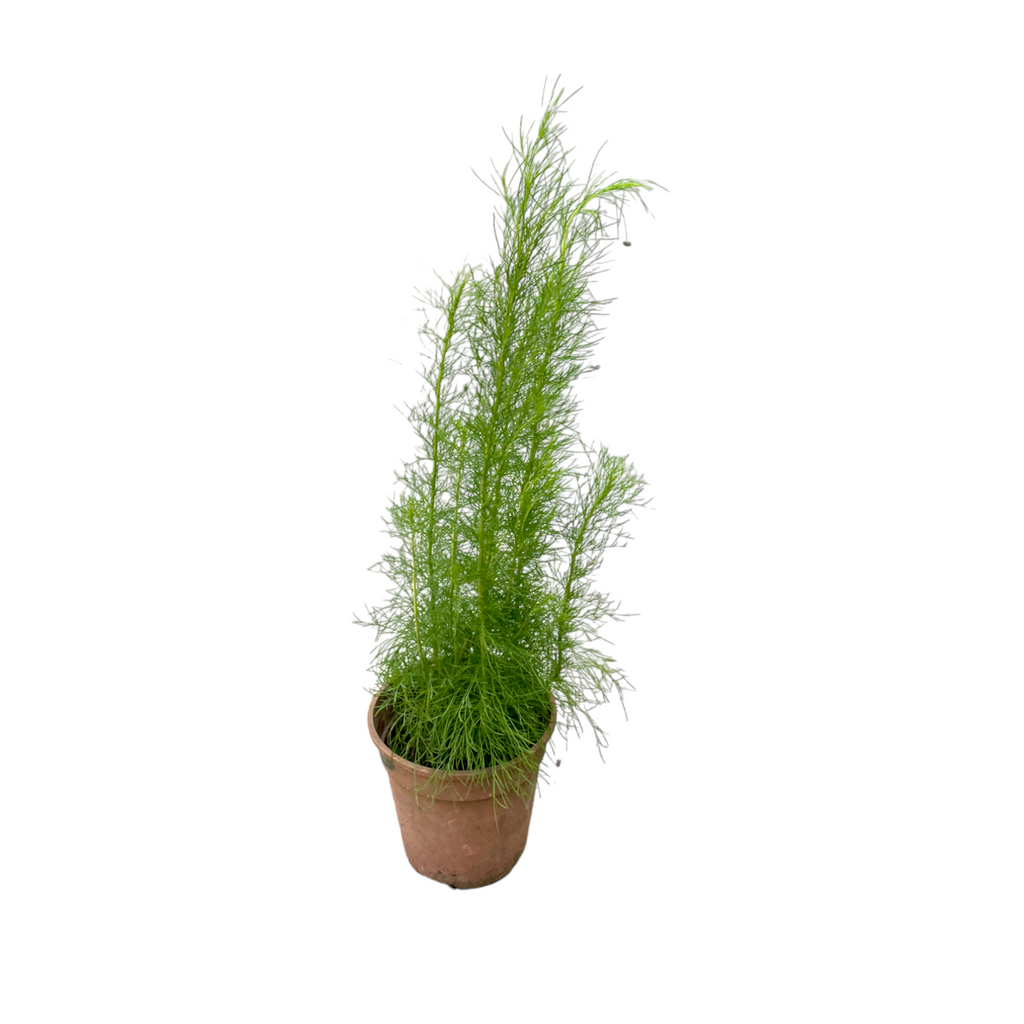 Artemisia scoparia, Wormwood (0.65m)