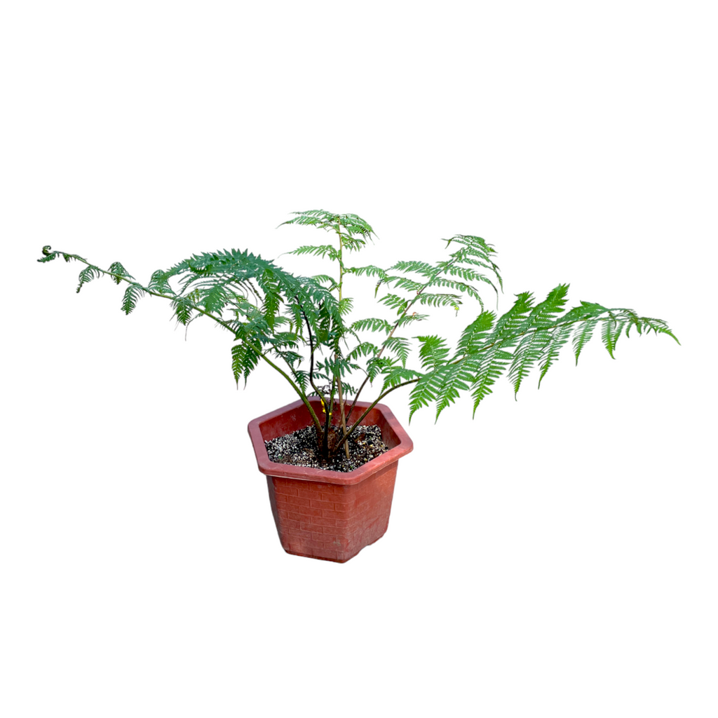 Tree Fern (0.80m)