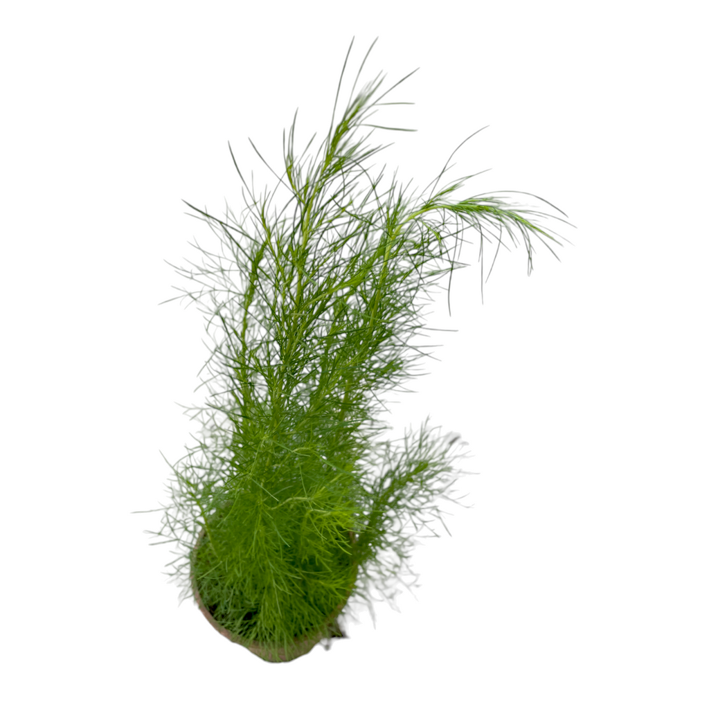 Artemisia scoparia, Wormwood (0.65m)