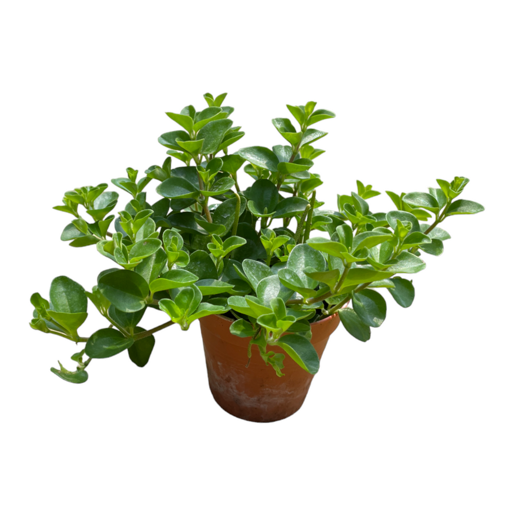 Peperomia rotundifolia, Creeping Peperomia (0.05m)