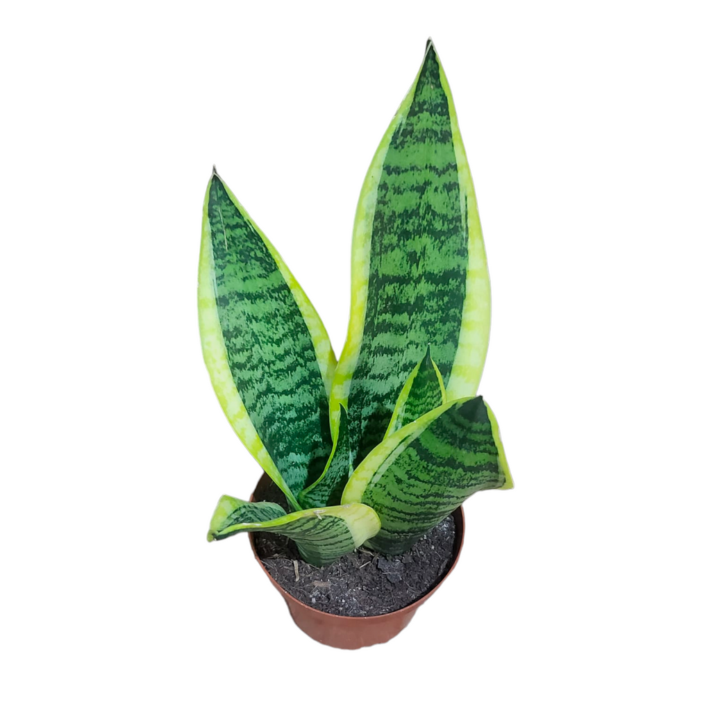 [AS-IS] Sansevieria trifasciata, Mother-in-Law's Tongue (0.30m)