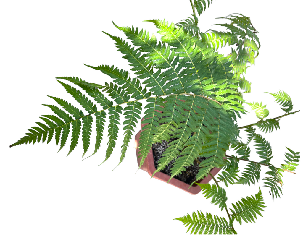 Tree Fern (0.80m)