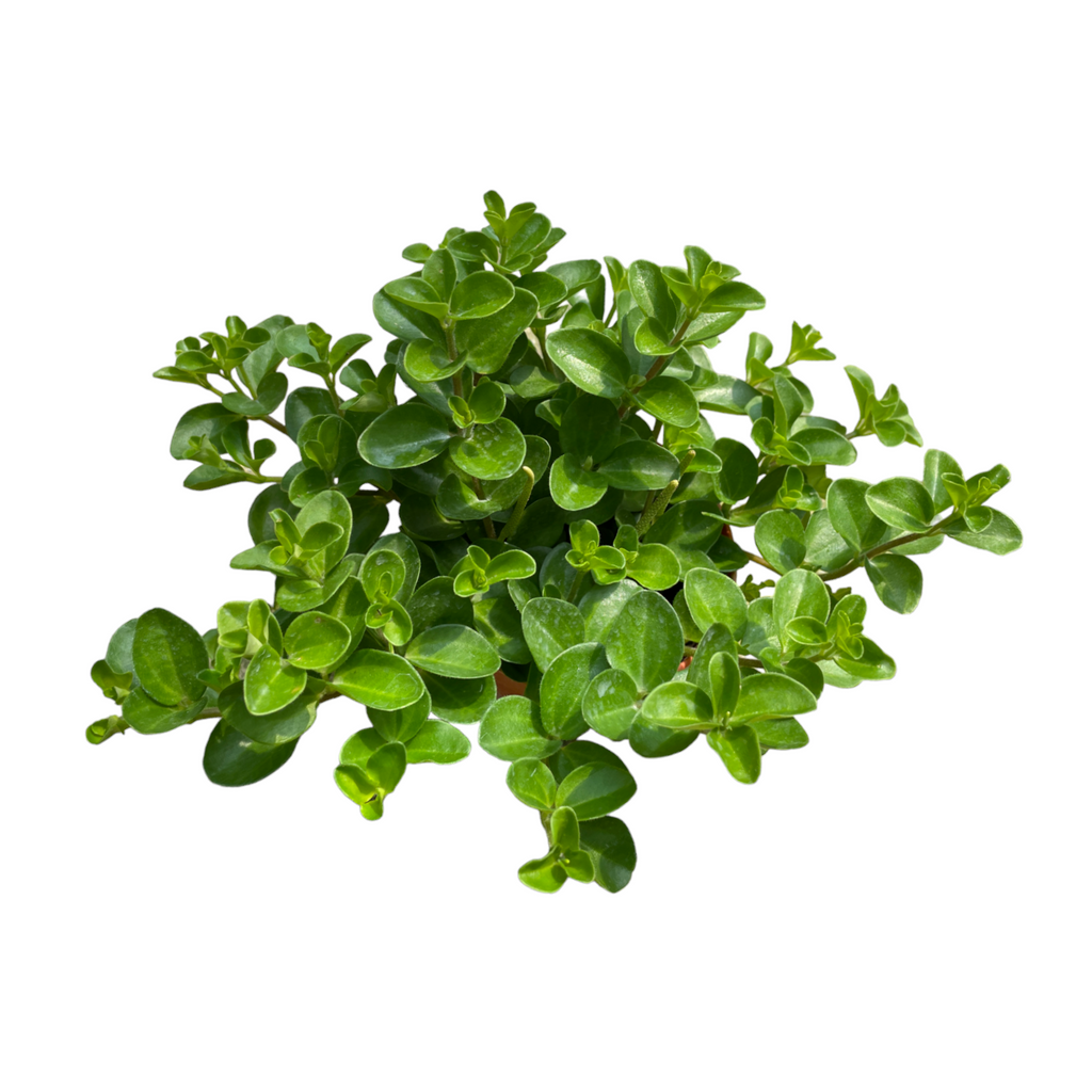 Peperomia rotundifolia, Creeping Peperomia (0.05m)