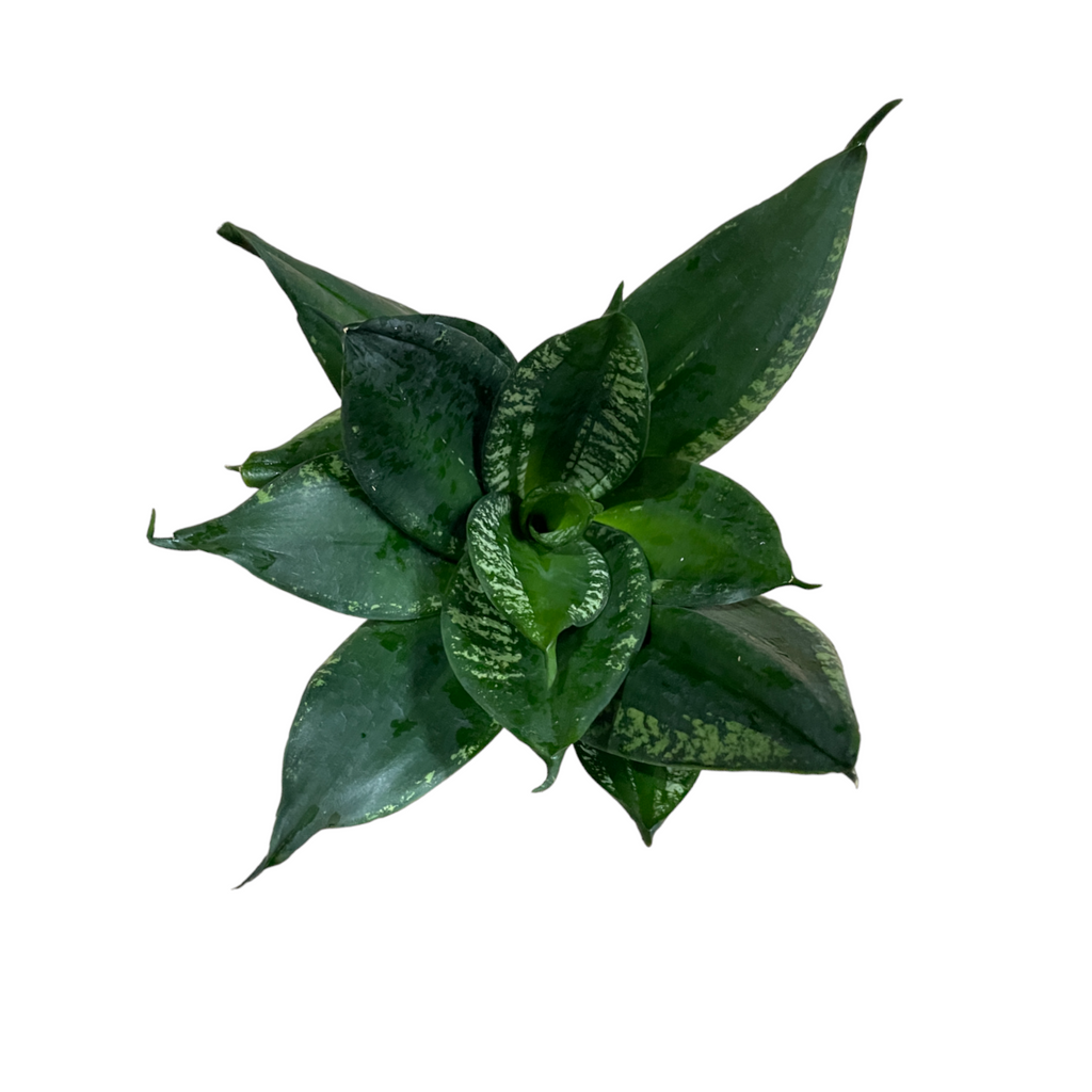 Sansevieria trifasciata ‘Whitney’ (0.2m)