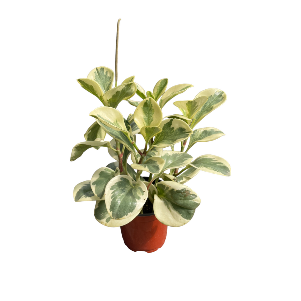 Peperomia obtusifolia variegata, Variegated Baby Rubber Plant (0.3m)