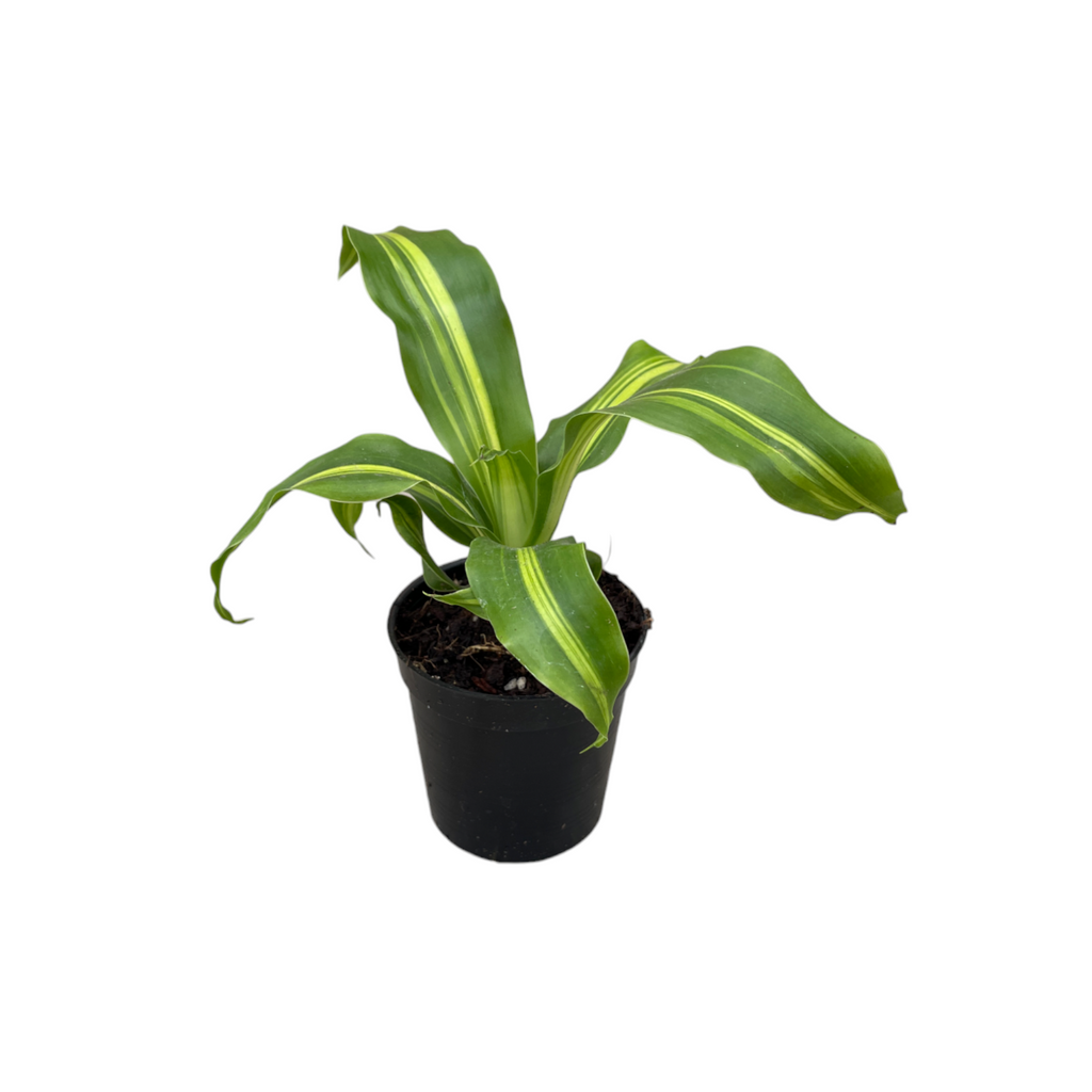 Miniature Dracaena Fragrans, Corn Plant (0.12mH)