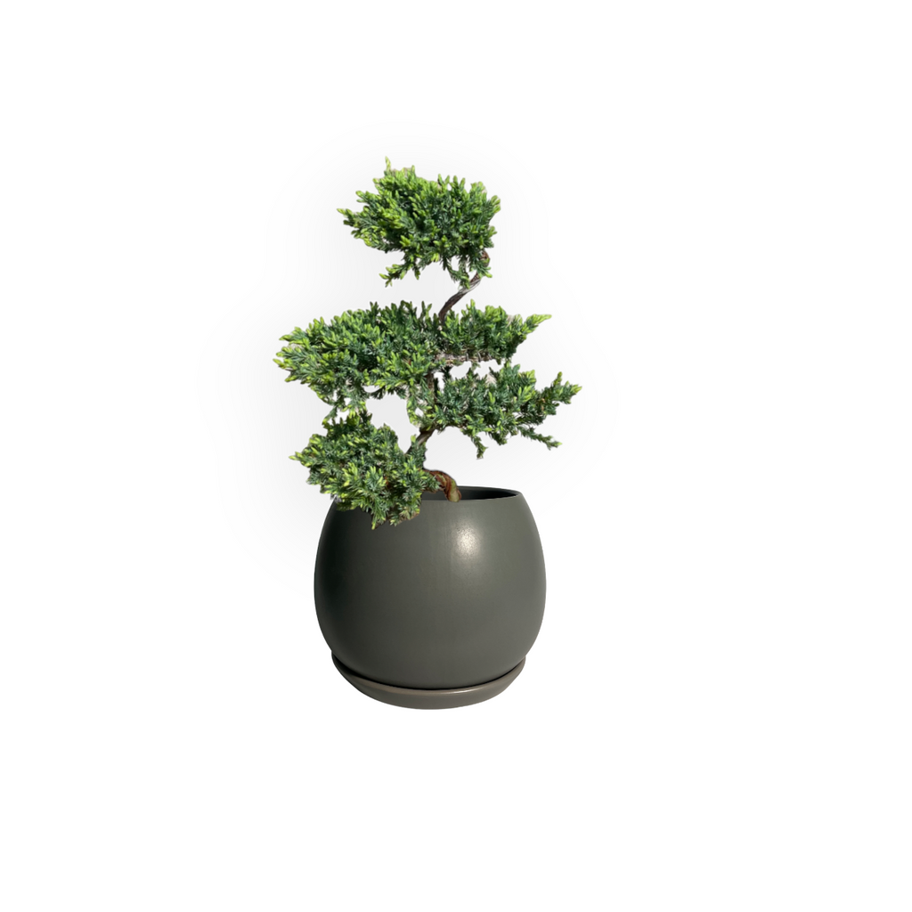 Pinus nigra 'Pyramidalis', 5-Layer Pine Bonsai in Grey Matt Spherical Pot