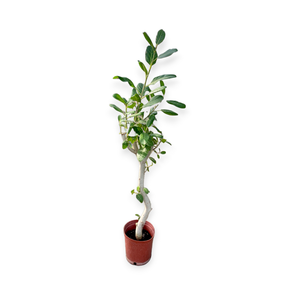 Ficus benghalensis, Ficus Audrey 日本富贵榕 (1.2m)