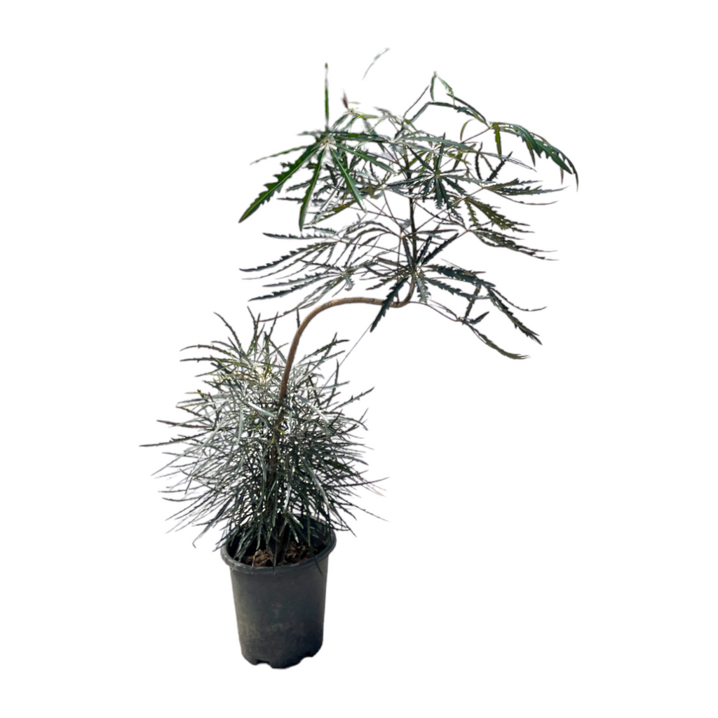 Schefflera elegantissima, Finger Aralia, 2 Layers, Styled (1.4m)