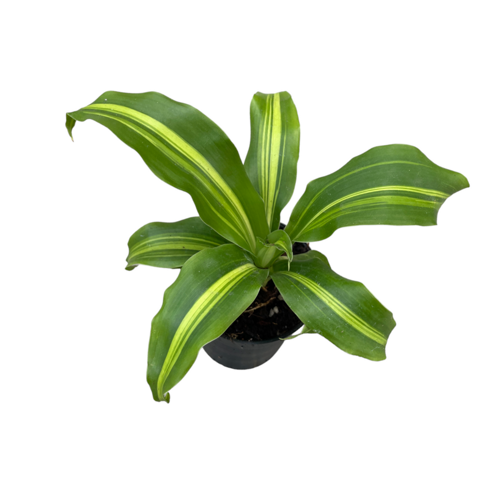 Miniature Dracaena Fragrans, Corn Plant (0.12mH)