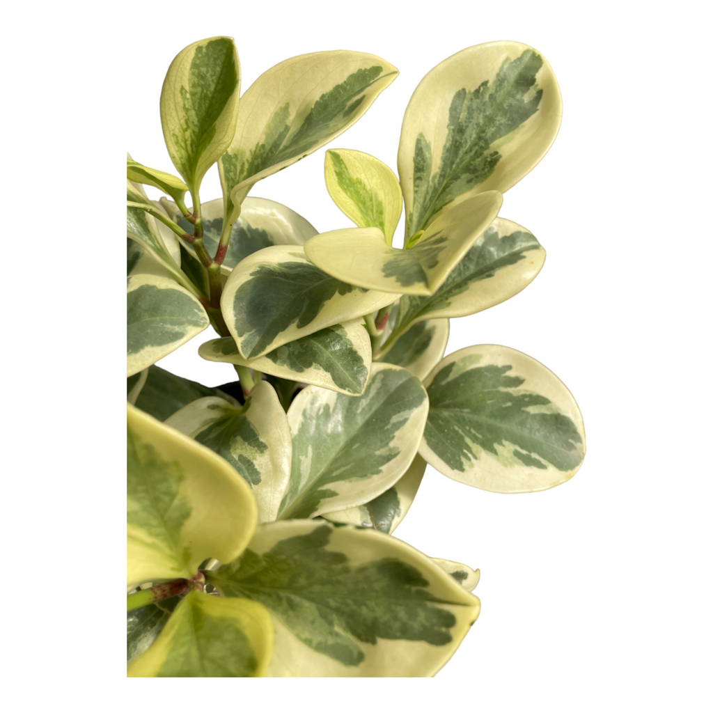 Peperomia obtusifolia variegata, Variegated Baby Rubber Plant (0.3m)