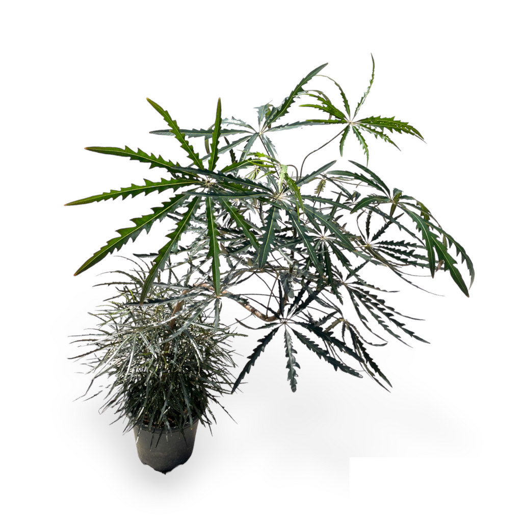 Schefflera elegantissima, Finger Aralia, 2 Layers, Styled (1.4m)