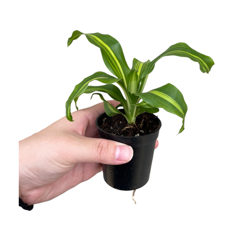 Miniature Dracaena Fragrans, Corn Plant (0.12mH)