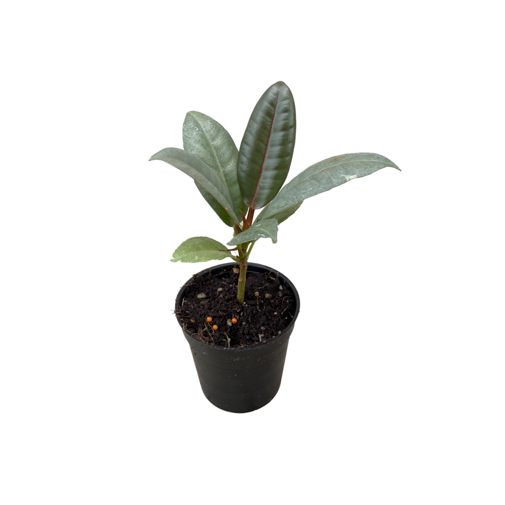 Miniature Ficus elastica 'Ruby', Miniature Rubber Tree (0.15mH)