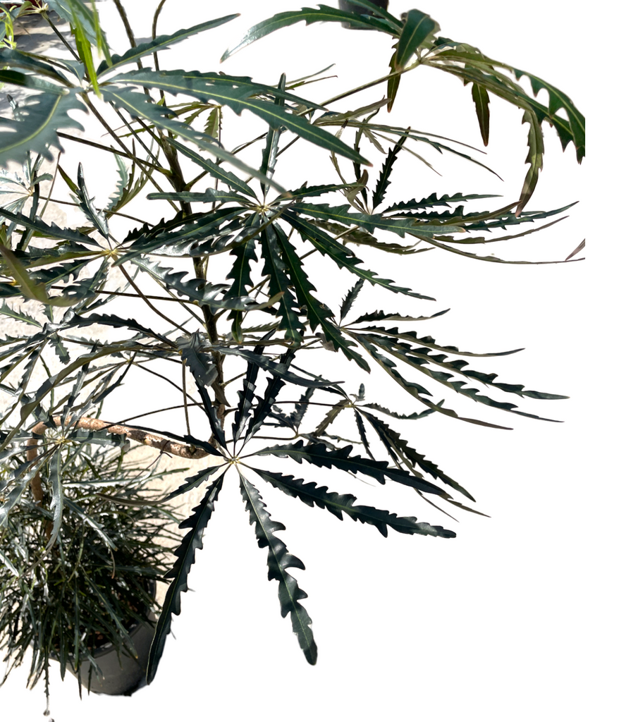 Schefflera elegantissima, Finger Aralia, 2 Layers, Styled (1.4m)