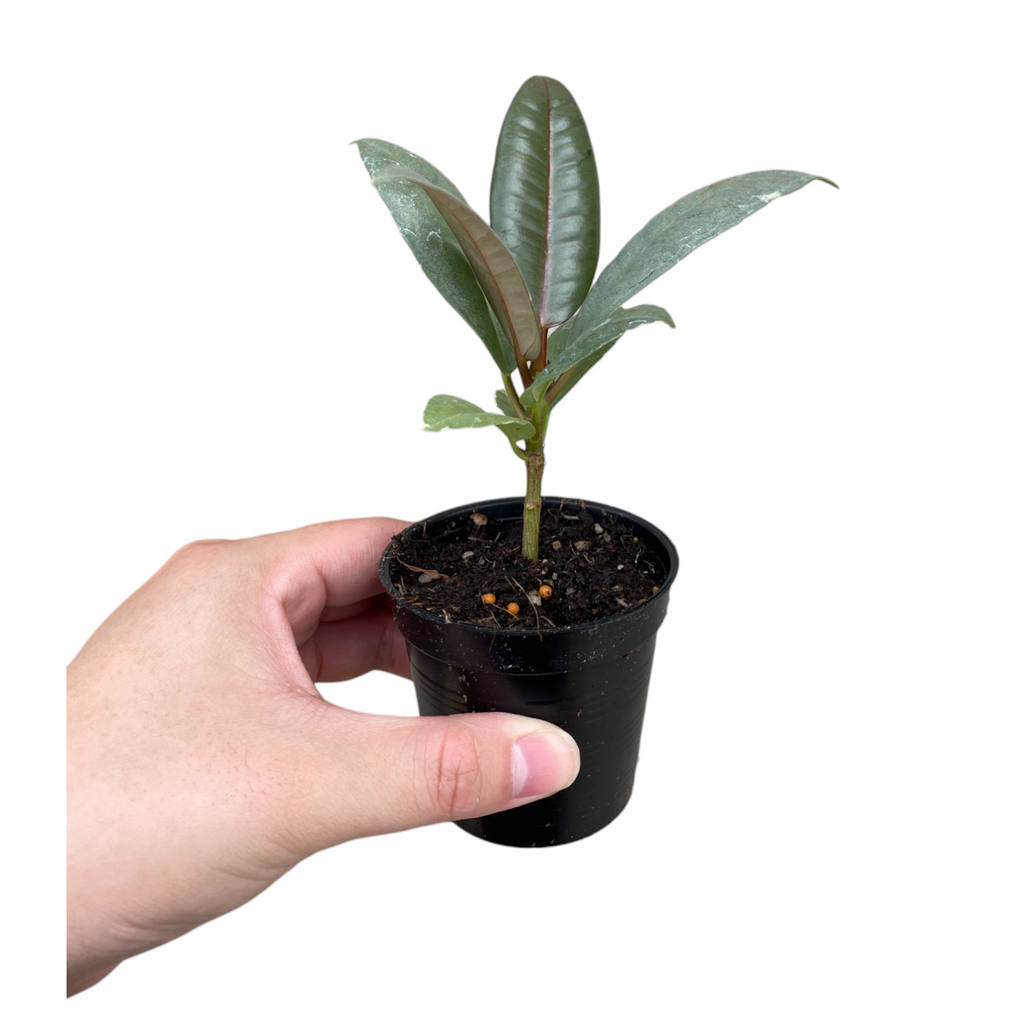Miniature Ficus elastica 'Ruby', Miniature Rubber Tree (0.15mH)