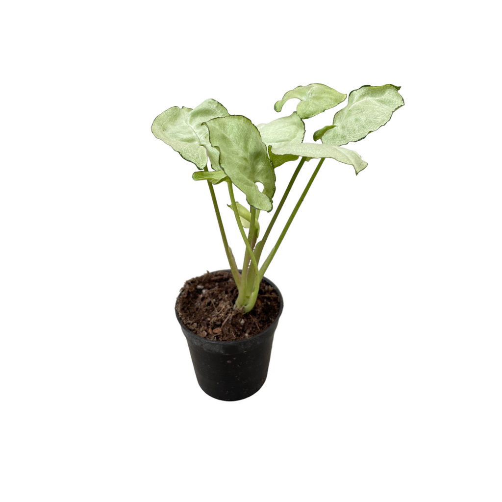 Miniature Syngonium 'Silver Butterfly (0.18mH)