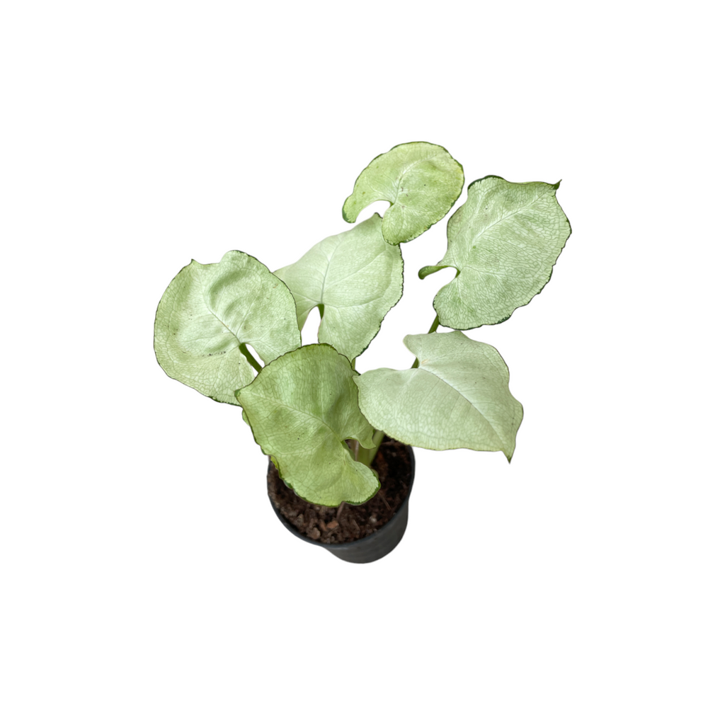 Miniature Syngonium 'Silver Butterfly (0.18mH)