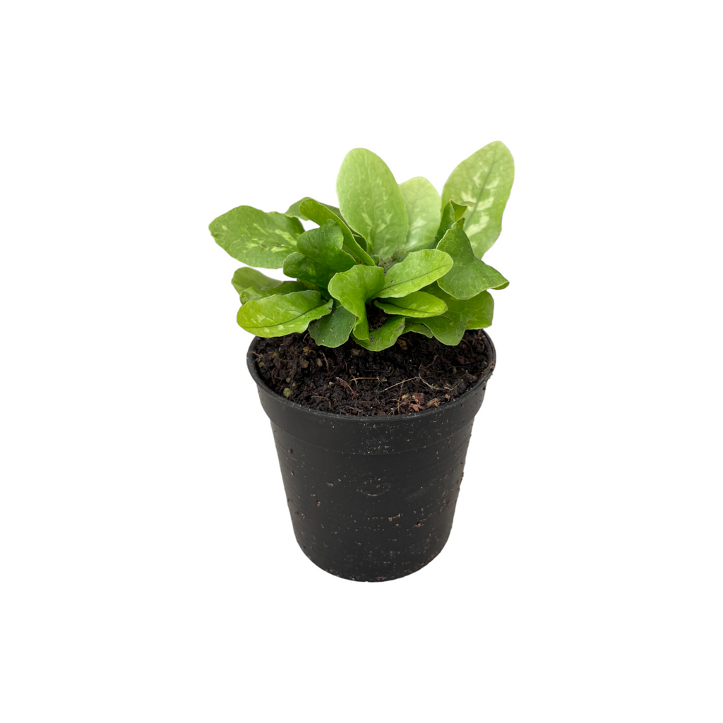 Miniature Tectaria hilocarpa (0.1mH)