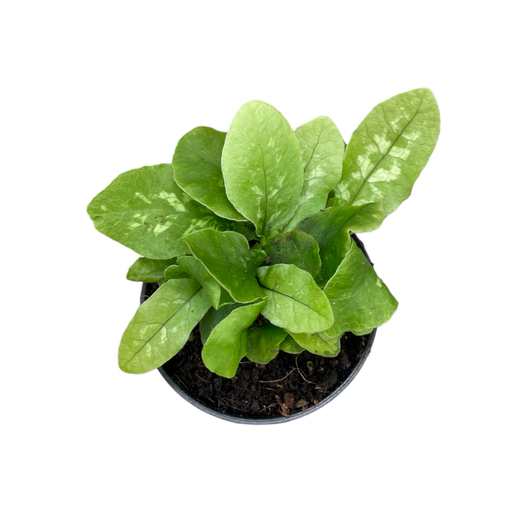 Miniature Tectaria hilocarpa (0.1mH)
