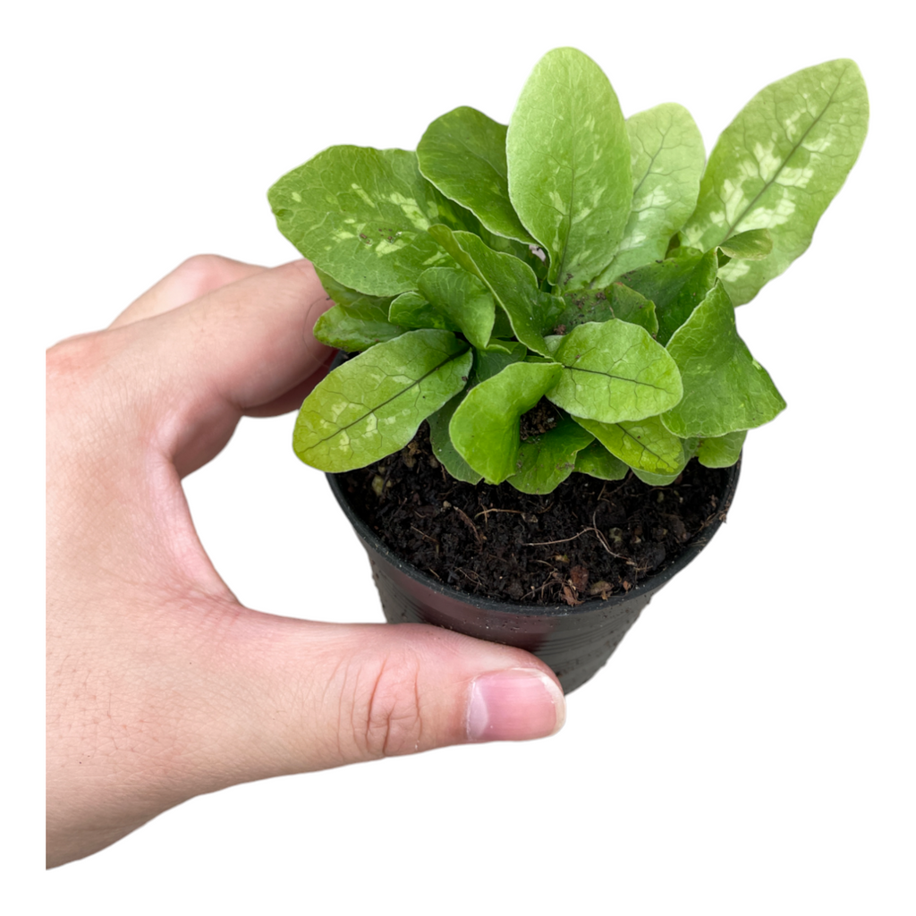 Miniature Tectaria hilocarpa (0.1mH)