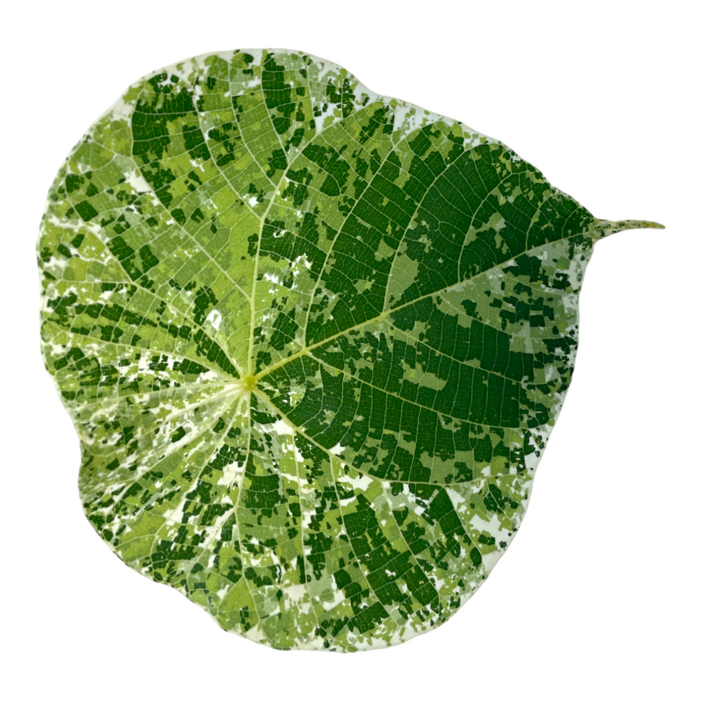 Pterospermum acerifolium variegated (0.9m)