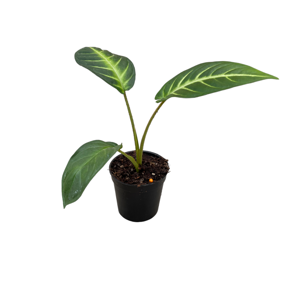 Miniature Caladium lindenii (0.15mH)