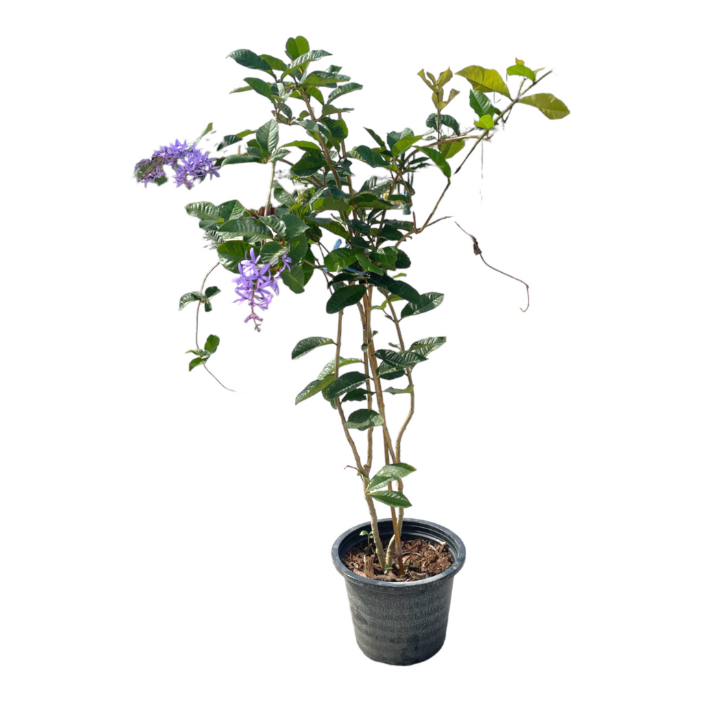 Petrea volubilis, Queen's Wreath, Sandpaper Vine (1.9m)