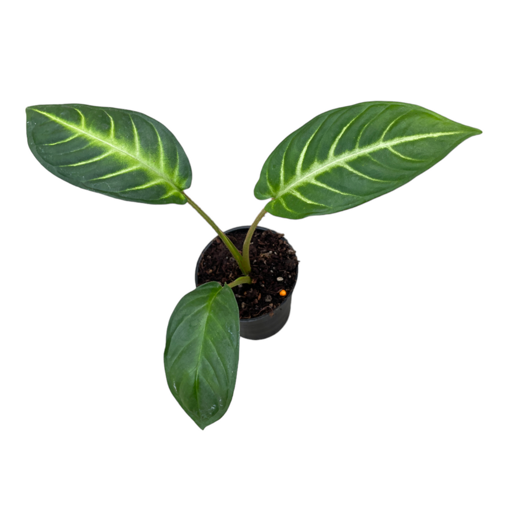 Miniature Caladium lindenii (0.15mH)