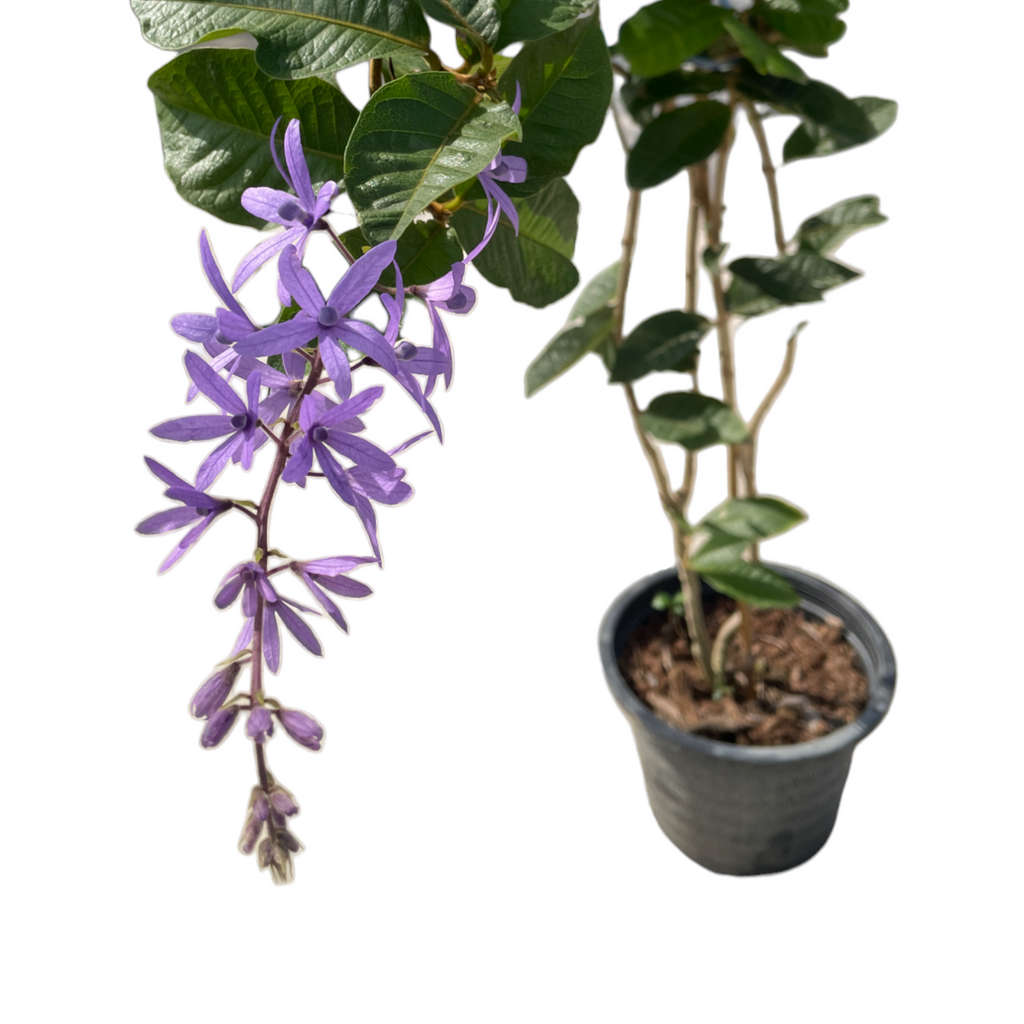 Petrea volubilis, Queen's Wreath, Sandpaper Vine (1.9m)