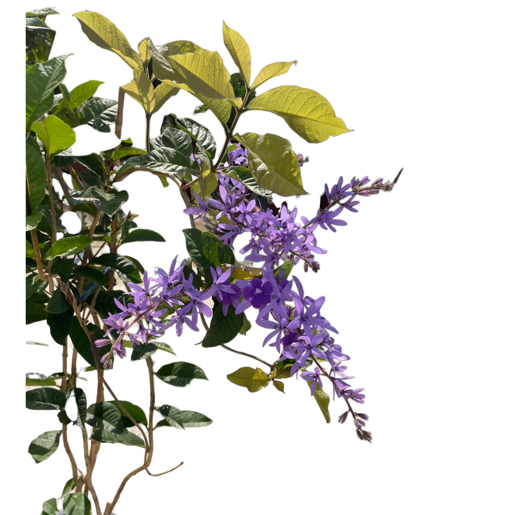 Petrea volubilis, Queen's Wreath, Sandpaper Vine (1.9m)
