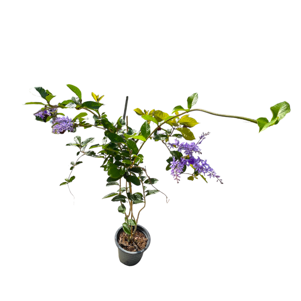 Petrea volubilis, Queen's Wreath, Sandpaper Vine (1.9m)