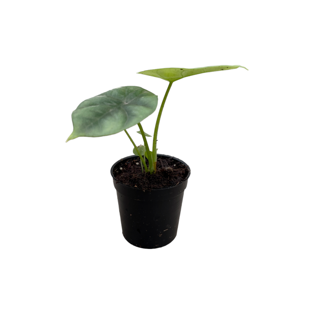Miniature Alocasia Sinuata 'Mirror Face' (0.17mH)