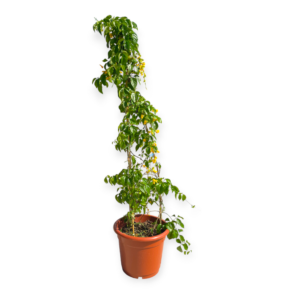 Petraeovitex bambusetorum, Nong Noch Vine (2m)