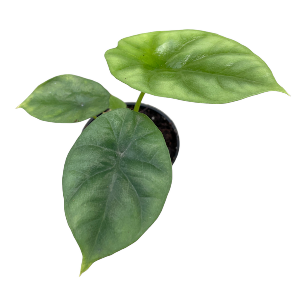 Miniature Alocasia Sinuata 'Mirror Face' (0.17mH)