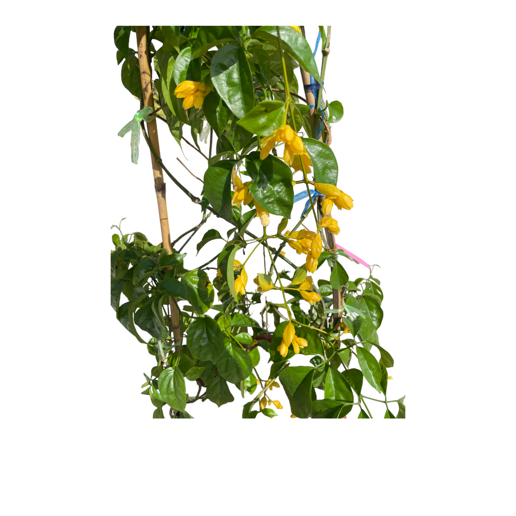 Petraeovitex bambusetorum, Nong Noch Vine (2m)