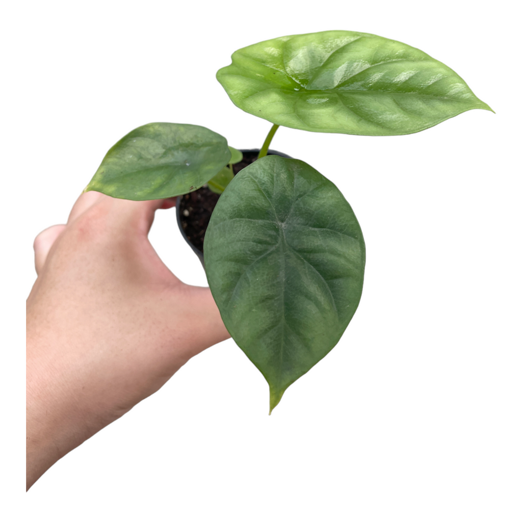 Miniature Alocasia Sinuata 'Mirror Face' (0.17mH)