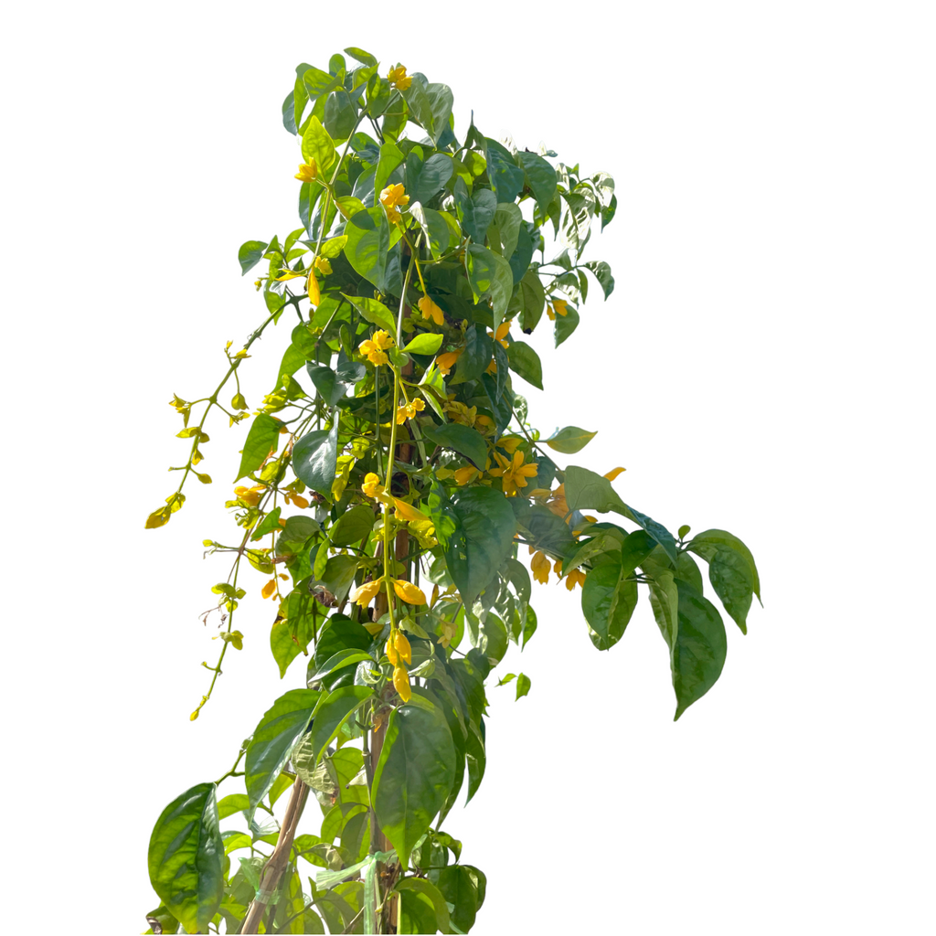 Petraeovitex bambusetorum, Nong Noch Vine (2m)