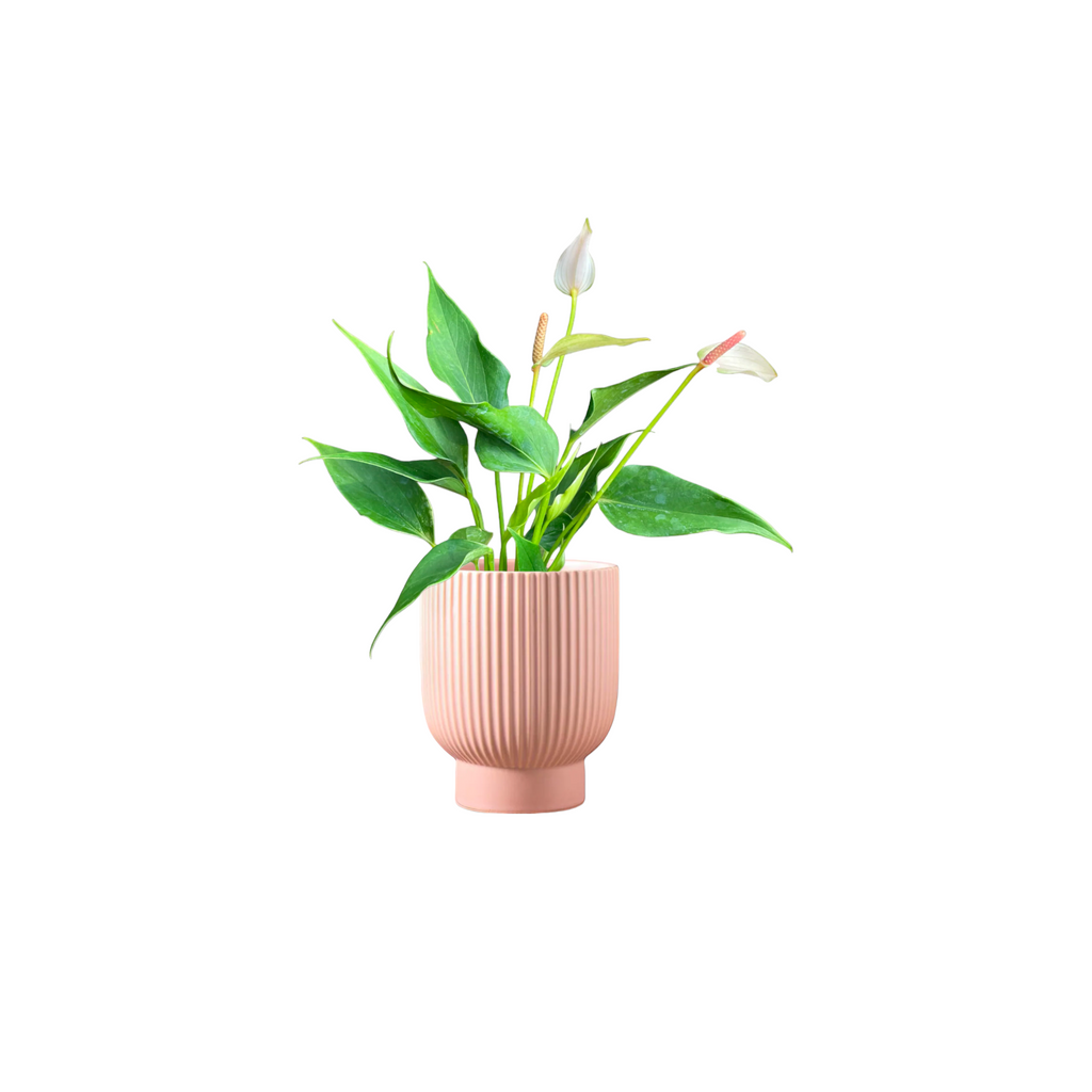 Light Pink Mini Anthurium in Camille Planter