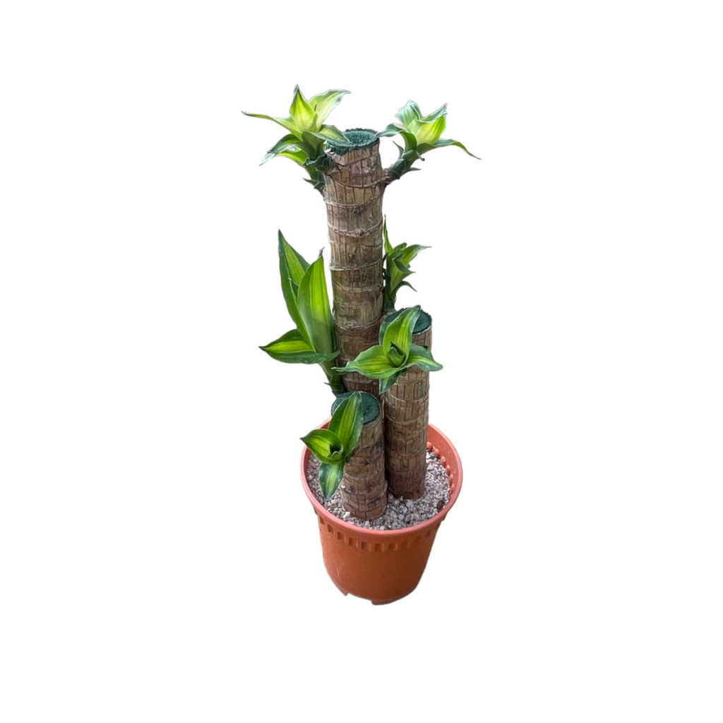 Dracaena fragrans, Multi-stem, Corn Plant (0.45m)