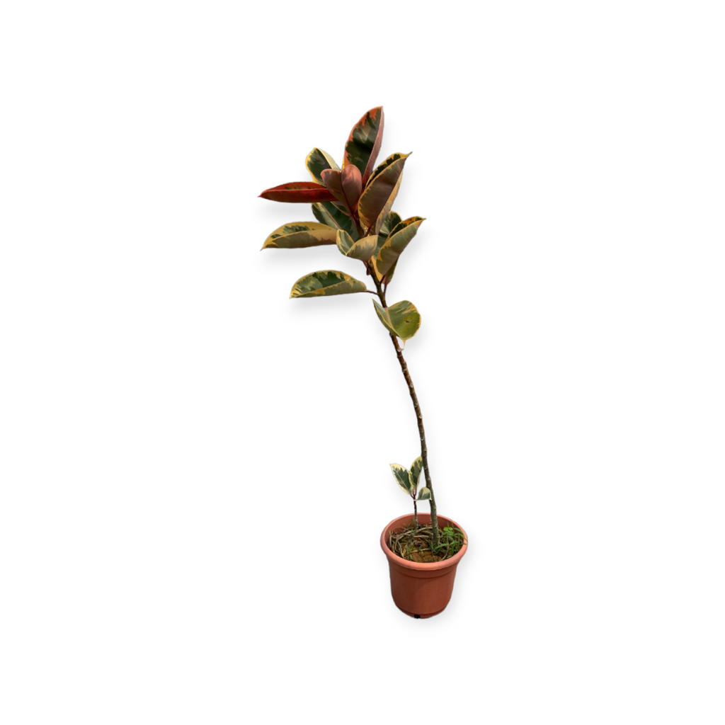 Ficus elastica 'Tineke', Rubber Tree (1.5m)