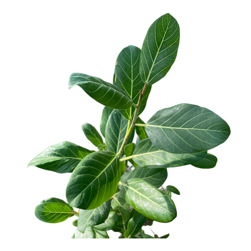 Ficus benghalensis, Ficus Audrey 日本富贵榕 (1.2m)
